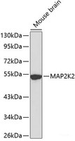 Western blot analysis of extracts of Mouse brain using MAP2K2 Polyclonal Antibody.