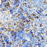 Immunohistochemistry of paraffin-embedded Mouse spleen using PBEF / NAMPT Polyclonal Antibody at dilution of 1:100 (40x lens) .