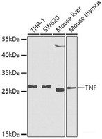 Western blot analysis of extracts of various cell lines using TNF-α Polyclonal Antibody at dilution of 1:1000.