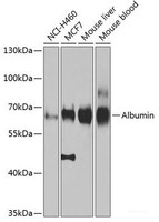 Western blot analysis of extracts of various cell lines using Albumin Polyclonal Antibody at dilution of 1:1000.