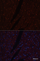 Immunofluorescence analysis of Rat heart using N-Cadherin Polyclonal Antibody