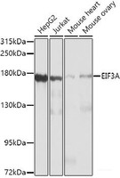 Western blot analysis of extracts of various cell lines using EIF3A Polyclonal Antibody at dilution of 1:1000.