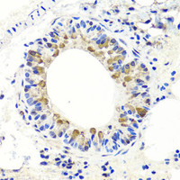 Immunohistochemistry of paraffin-embedded Mouse lung using ENDOG Polyclonal Antibody at dilution of 1:100 (40x lens) .