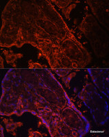 Immunofluorescence analysis of Human placenta cells using WNT3A Polyclonal Antibody at dilution of 1:100. Blue: DAPI for nuclear staining.