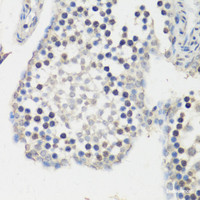 Immunohistochemistry of paraffin-embedded Mouse testis using NRF2 Polyclonal Antibody at dilution of 1:100 (40x lens) .