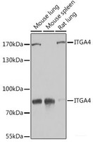 Western blot analysis of extracts of various cell lines using ITGA4 Polyclonal Antibody at dilution of 1:1000.