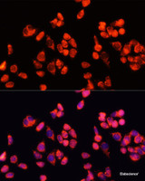 Immunofluorescence analysis of HeLa cells using Angiopoietin 2 Polyclonal Antibody at dilution of 1:100 (40x lens) . Blue: DAPI for nuclear staining.