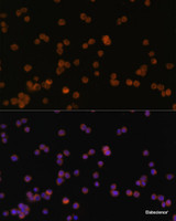 Immunofluorescence analysis of Raw264.7 cells using JAK3 Polyclonal Antibody at dilution of 1:100 (40x lens) . Blue: DAPI for nuclear staining.