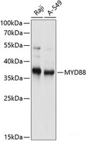 Western blot analysis of extracts of various cell lines using MYD88 Polyclonal Antibody at dilution of 1:1000.
