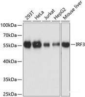 Western blot analysis of extracts of various cell lines using IRF3 Polyclonal Antibody at dilution of 1:3000.