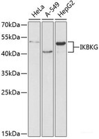 Western blot analysis of extracts of various cell lines using IKBKG Polyclonal Antibody at dilution of 1:1000.