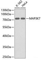 Western blot analysis of extracts of various cell lines using MAP3K7 Polyclonal Antibody.