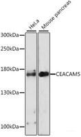 Western blot analysis of extracts of various cell lines using CEACAM5 Polyclonal Antibody at dilution of 1:1000.