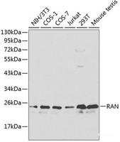 Western blot analysis of extracts of various cell lines using RAN Polyclonal Antibody at dilution of 1:1000.