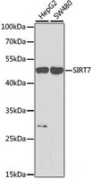 Western blot analysis of extracts of various cell lines using SIRT7 Polyclonal Antibody at dilution of 1:1000.