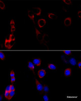 Immunofluorescence analysis of NIH/3T3 cells using HSP90B1 Polyclonal Antibody at dilution of 1:100 (40x lens) . Blue: DAPI for nuclear staining.