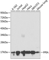 Western blot analysis of extracts of various cell lines using PPIA Polyclonal Antibody at dilution of 1:1000.