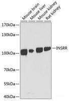 Western blot analysis of extracts of various cell lines using INSRR Polyclonal Antibody at dilution of 1:1000.