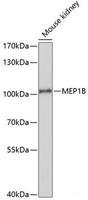 Western blot analysis of extracts of Mouse kidney using MEP1B Polyclonal Antibody at dilution of 1:1000.