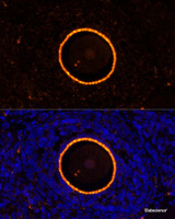 Immunofluorescence analysis of Rat oophoroma cells using ZP2 Polyclonal Antibody at dilution of 1:100. Blue: DAPI for nuclear staining.