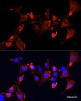 Immunofluorescence analysis of NIH-3T3 cells using CLUH Polyclonal Antibody at dilution of 1:100 (40x lens) . Blue: DAPI for nuclear staining.