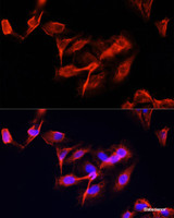 Immunofluorescence analysis of U-2 OS cells using CLUH Polyclonal Antibody at dilution of 1:100 (40x lens) . Blue: DAPI for nuclear staining.