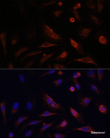 Immunofluorescence analysis of U2OS cells using CLDN5 Polyclonal Antibody at dilution of 1:100. Blue: DAPI for nuclear staining.