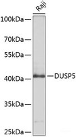Western blot analysis of extracts of Raji cells using DUSP5 Polyclonal Antibody at dilution of 1:1000.