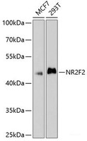 Western blot analysis of extracts of various cell lines using NR2F2 Polyclonal Antibody at dilution of 1:1000.