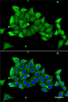 Immunofluorescence analysis of A-549 cells using CA1 Polyclonal Antibody