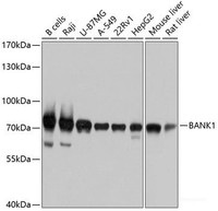 Western blot analysis of extracts of various cell lines using BANK1 Polyclonal Antibody at dilution of 1:1000.