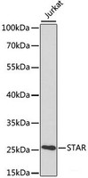 Western blot analysis of extracts of various cell lines using STAR Polyclonal Antibody at dilution of 1:1000.