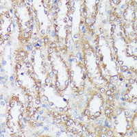 Immunohistochemistry of paraffin-embedded Rat kidney using MTHFD2 Polyclonal Antibody at dilution of 1:100 (40x lens) .