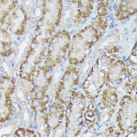 Immunohistochemistry of paraffin-embedded Mouse kidney using MTHFD2 Polyclonal Antibody at dilution of 1:100 (40x lens) .
