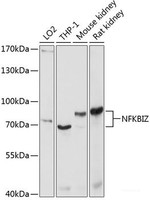 Western blot analysis of extracts of various cell lines using NFKBIZ Polyclonal Antibody at dilution of 1:1000.