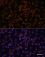 Immunofluorescence analysis of Raw264.7 cells using NFKBIZ Polyclonal Antibody at dilution of 1:100. Blue: DAPI for nuclear staining.
