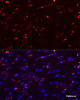 Immunofluorescence analysis of Rat brain using MEGF10 Polyclonal Antibody at dilution of 1:100. Blue: DAPI for nuclear staining.