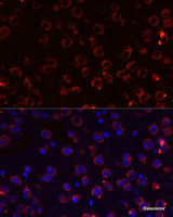 Immunofluorescence analysis of Mouse brain using MEGF10 Polyclonal Antibody at dilution of 1:100. Blue: DAPI for nuclear staining.