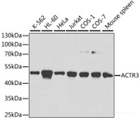 Western blot analysis of extracts of various cell lines using ACTR3 Polyclonal Antibody at dilution of 1:1000.