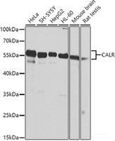 Western blot analysis of extracts of various cell lines using CALR Polyclonal Antibody at dilution of 1:1000.