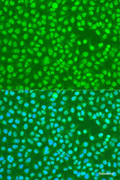 Immunofluorescence analysis of U2OS cells using HNRNPDL Polyclonal Antibody at dilution of 1:100. Blue: DAPI for nuclear staining.