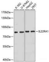 Western blot analysis of extracts of various cell lines using IL22RA1 Polyclonal Antibody at dilution of 1:1000.