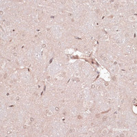 Immunohistochemistry of paraffin-embedded Rat brain using CREB1 Polyclonal Antibody at dilution of 1:100 (40x lens) .