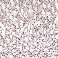 Immunohistochemistry of paraffin-embedded Mouse kidney using CREB1 Polyclonal Antibody at dilution of 1:100 (40x lens) .