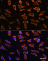 Immunofluorescence analysis of L929 cells using CYR61 Polyclonal Antibody at dilution of 1:100. Blue: DAPI for nuclear staining.