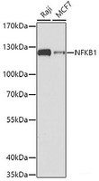 Western blot analysis of extracts of various cell lines using NFKB1 Polyclonal Antibody at dilution of 1:1000.