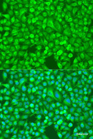 Immunofluorescence analysis of U2OS cells using NFkB p100 / p52 Polyclonal Antibody at dilution of 1:100. Blue: DAPI for nuclear staining.