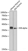 Western blot analysis of extracts of various cell lines using IKB alpha Polyclonal Antibody at dilution of 1:1000.