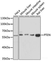 Western blot analysis of extracts of various cell lines using PTEN Polyclonal Antibody at dilution of 1:1000.