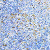 Immunohistochemistry of paraffin-embedded Rat spleen using PD-L1 Polyclonal Antibody at dilution of 1:100 (40x lens) .